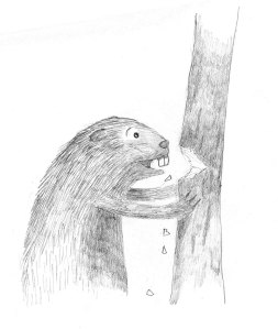 beaver chewing on tree sketch